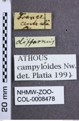 Etiketten zu Athous campyloides (Newman, 1833) (NHMW-ZOO-COL-0008478)